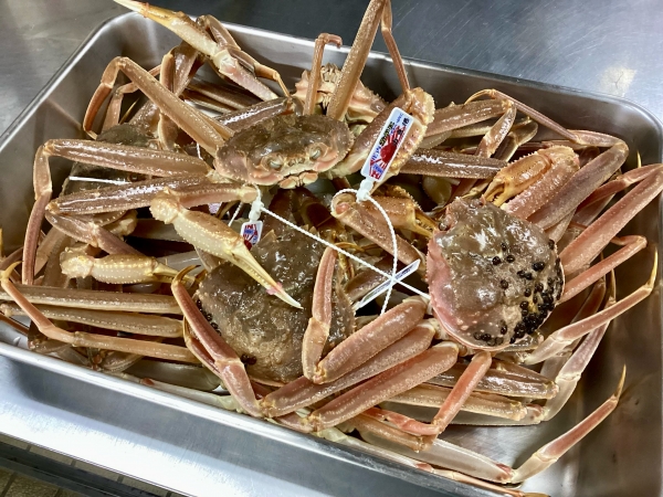 庄内　由良港　ズワイ蟹
